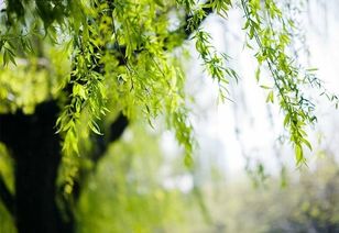 科技与自然的联结