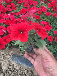 矮牵牛，是不是宿根花卉呢？