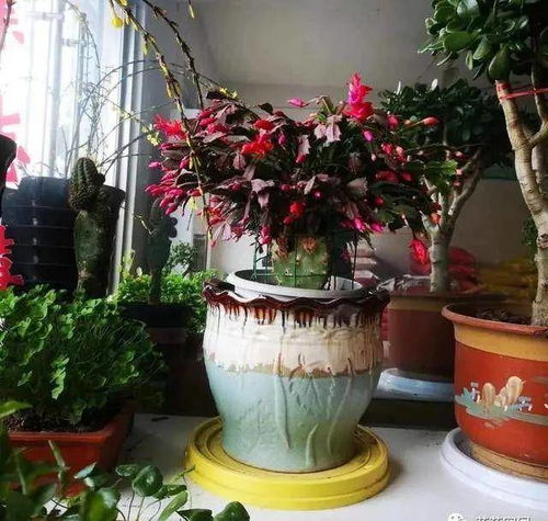 插完之后 浇透水，放散光的地方缓2-3天