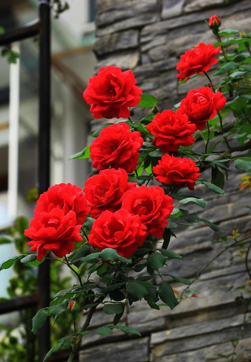 花深粉色， 香飘四季