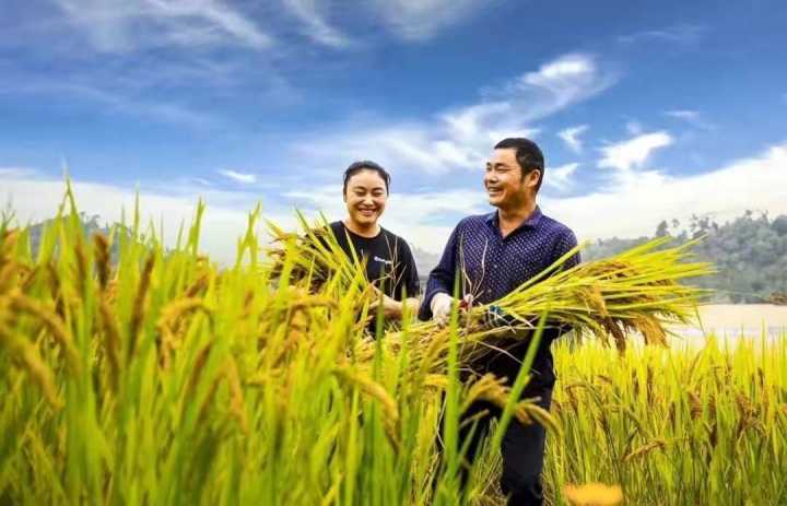 甲维盐农舟行：新型农药的诞生与稻田虫害的克星