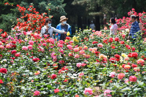 肯辛顿公园月季的优缺点浅析
