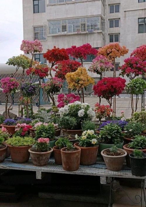 爆花王：花园中的明星