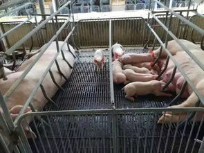 母猪奶水增加9个秘诀，如何做到