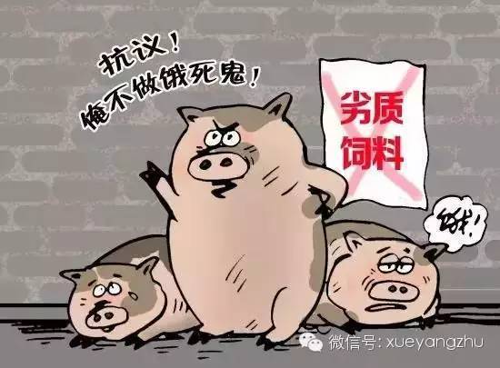 僵猪之谜：光吃不长肉