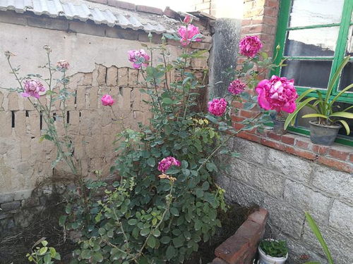 月季落叶前的准备