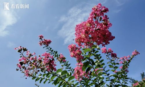 紫薇小苗：夏日花朵的萌芽之地