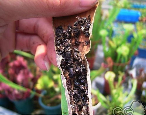瓶子草吃什么虫子？专捕低空飞虫