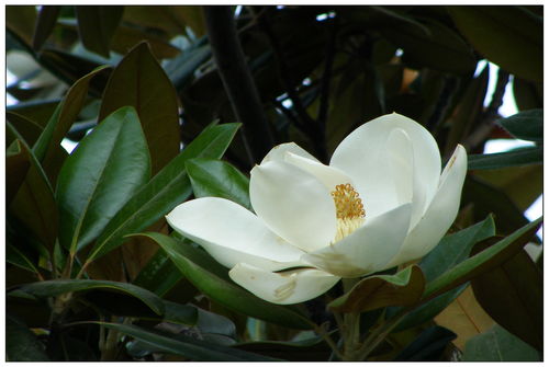 广玉兰树：四季变换的美丽