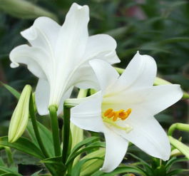 水培百合花：简易养护指南，轻松绽放美丽花朵