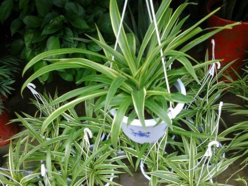 土壤是不是太干？