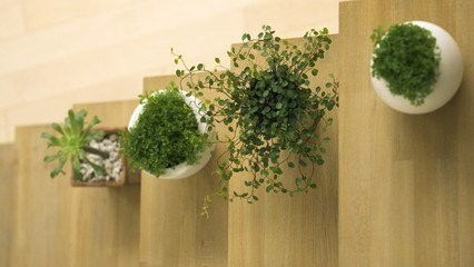 植物除醛， 通风是关键