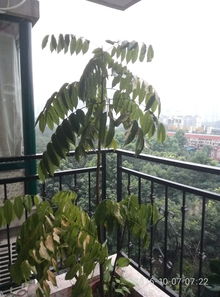 发财树叶子发黄，可能是晒太阳不当导致