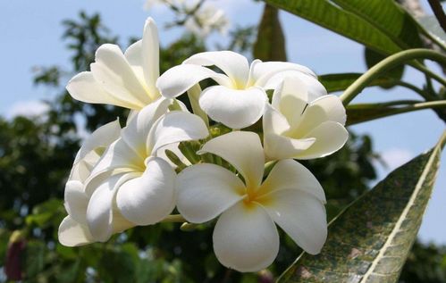 嫁接进阶术：快速繁殖， 让樱花梗多