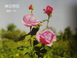 施肥,不嫩少
