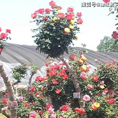 古桩月季园的宝藏