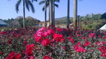 成者阝附近的国营、 集体花圃及广大花农