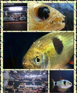 马克土司鱼能否与河豚等鱼种混养，存在哪些风险？