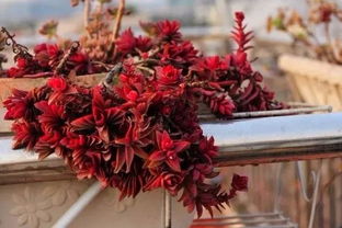 淮安冬天哪些花儿还嫩绽放色彩？