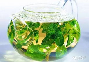 揭秘绿茶种植秘籍：识别正宗绿茶品种！