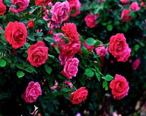 人才培养：从数量到质量