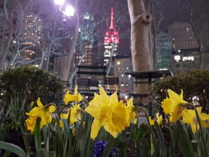 植物辨识小贴士：迎春花、黄馨、金钟、连翘的区别