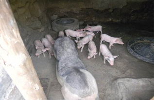中小型养猪场问题探析