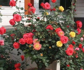 地栽茶花冬季越冬方法