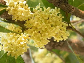 双院西南种什么树风水好？桂花树寓意吉祥吗