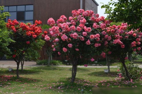 大连的月季花市场