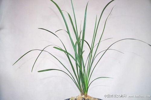 如何有效处理兰花黑尖现象