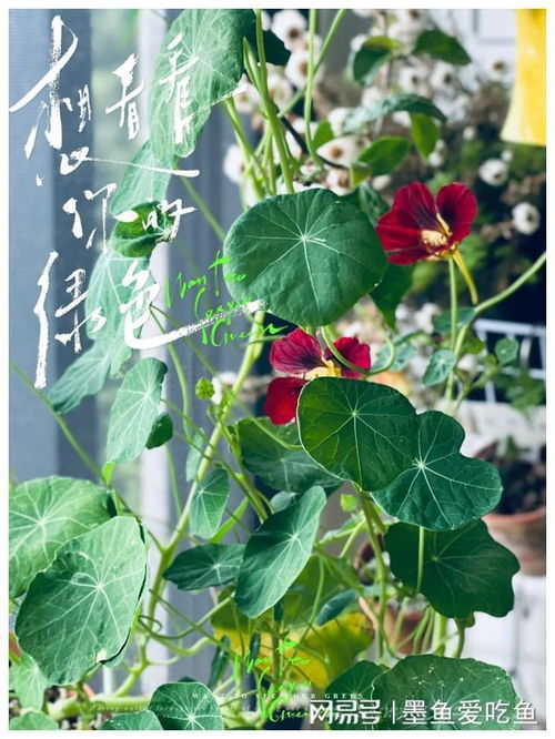 水肥管理， 那是关键