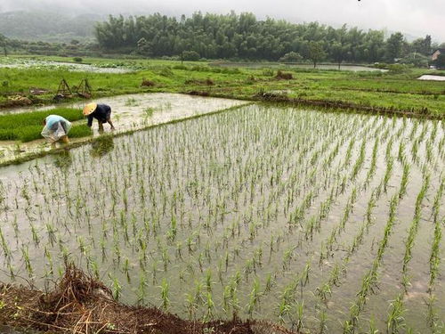 果实处理，多赚4000不是梦！