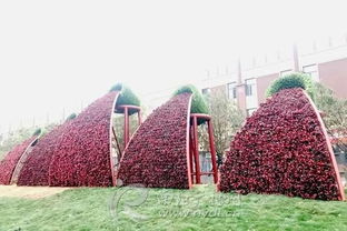 南阳大动作：种植月季百万株，绿化美化城市大步走