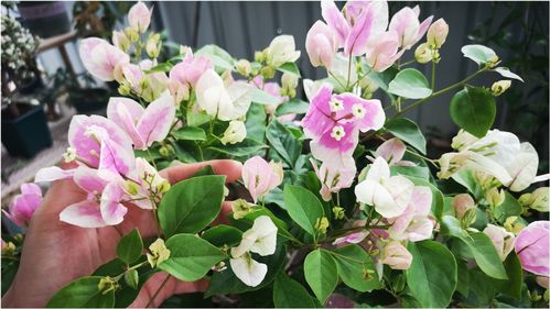 三角梅用饼肥水+磷酸二氢钾， 爆花量提升60%