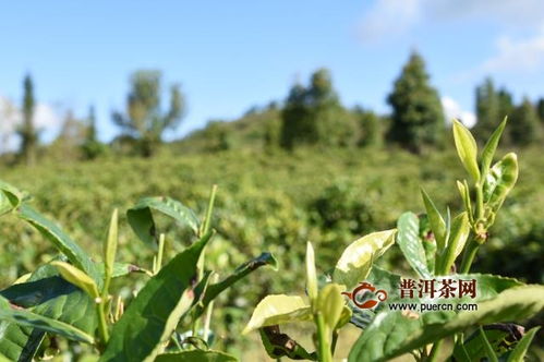 茶叶与除草剂：一场生死较量