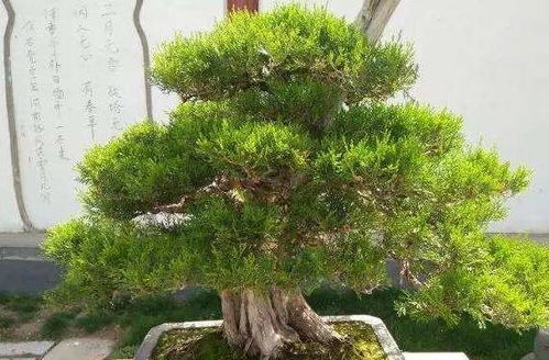 黄杨树，科学与迷信