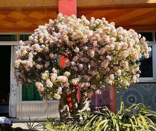 阳光下的舞蹈家——太阳花