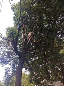 在冬季， 大部分造型树进入休眠期