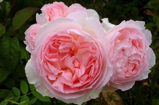 詹姆斯高威月季：光滑无刺， 耐晒耐寒