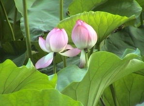 大中花群：单瓣类