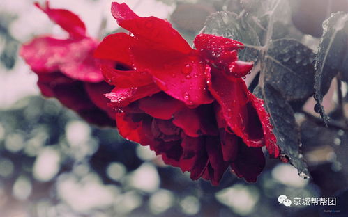 揭秘幸福玫瑰养殖秘籍：视频教程，轻松掌握养花技巧！