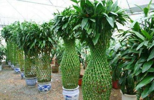 修剪换盆，竹子的活力源泉