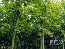 彩叶造型苗木的应用