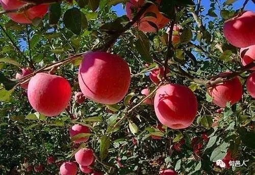 营养不均衡导致的问题