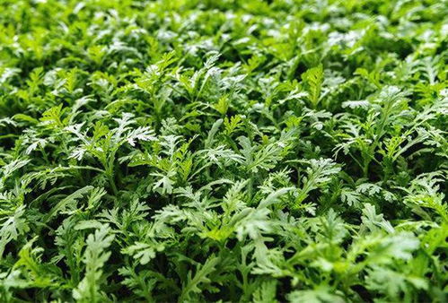 二、 适宜种植的蔬菜