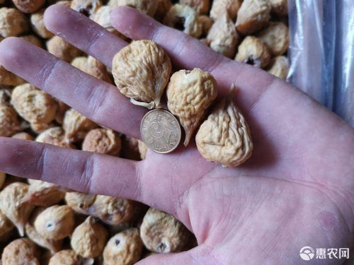 临澧县大果红油茶油价格揭晓！一斤多少钱？