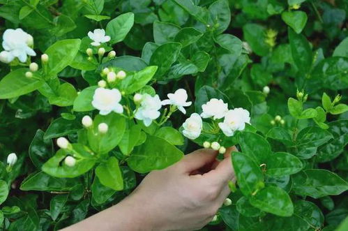 茉莉花养殖技巧有哪些？如何让大花茉莉花开得更艳丽