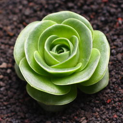 山地玫瑰和鸡蛋玫瑰的神秘差异