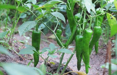 辣椒种植时间是什么时候？新手一看就会的种植指南